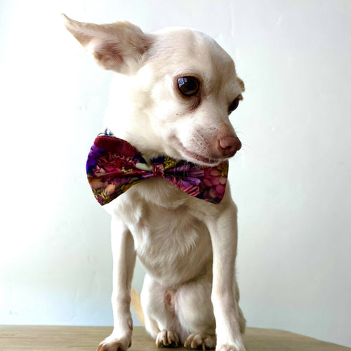 Maria Canta - Pet Bow Ties, Fashion, Maria Canta, Atrium 916 - Sacramento.Shop